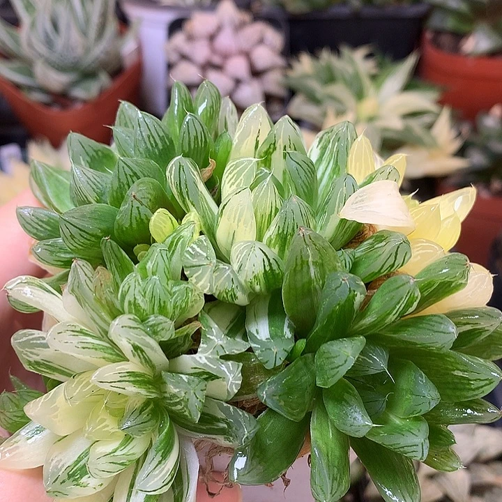 花火玉露锦带盆土发货tonn