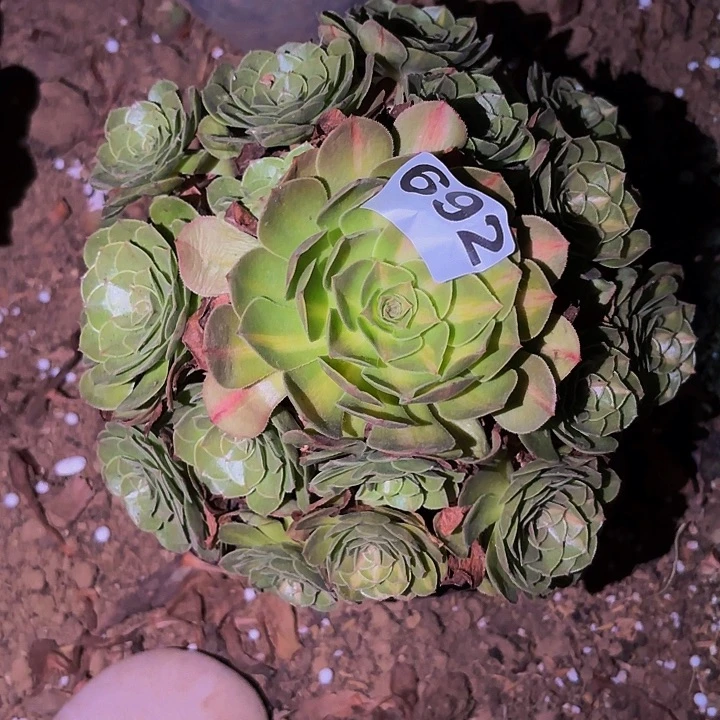 692轮回多肉植物不售后中班