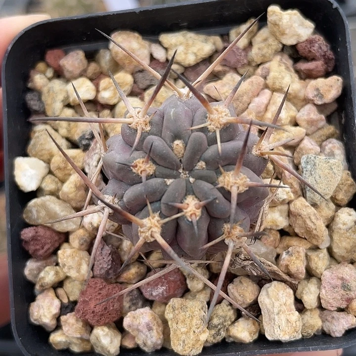 阿寒玉实生仙人球裸根发货