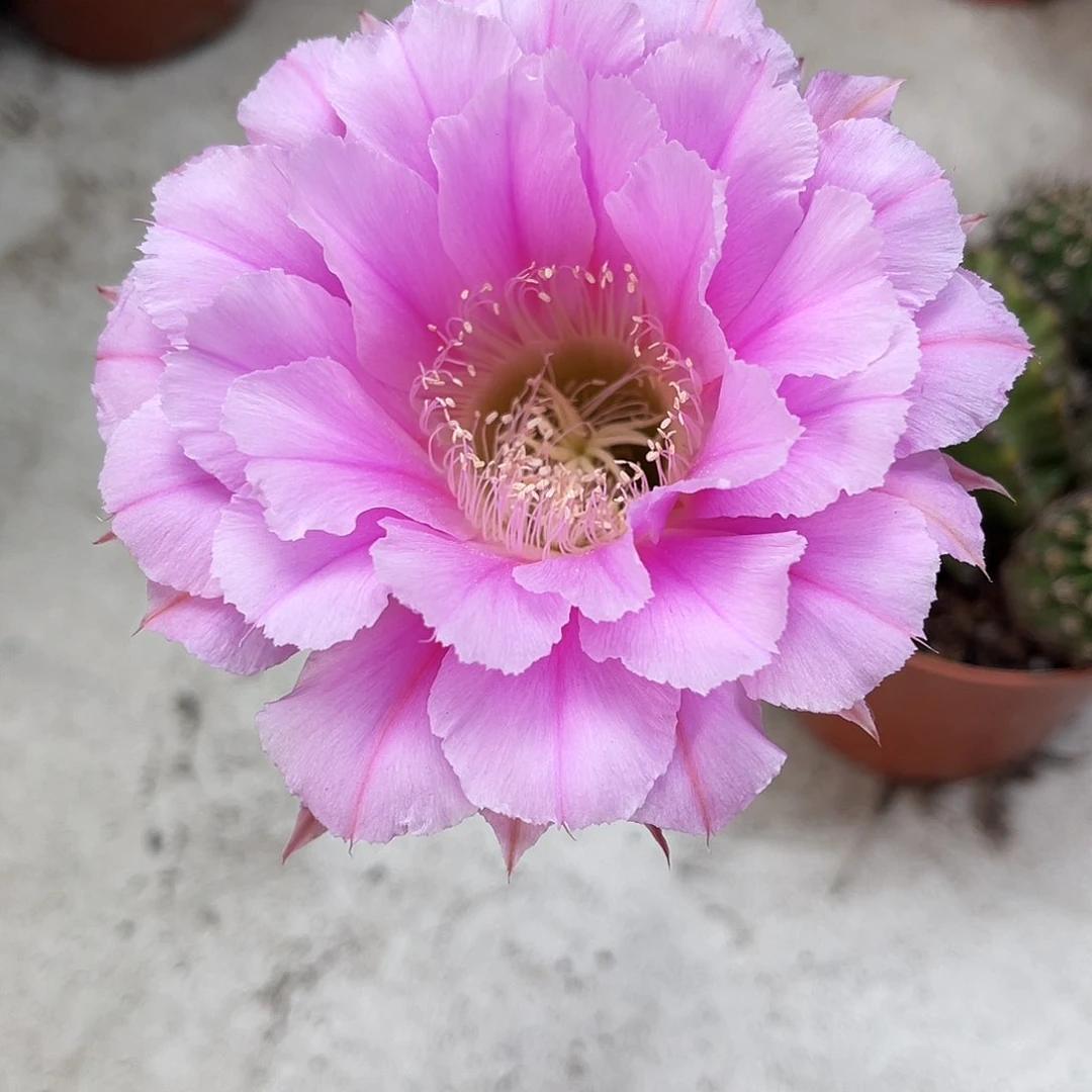 彩草彩花6公分左右一点干皮