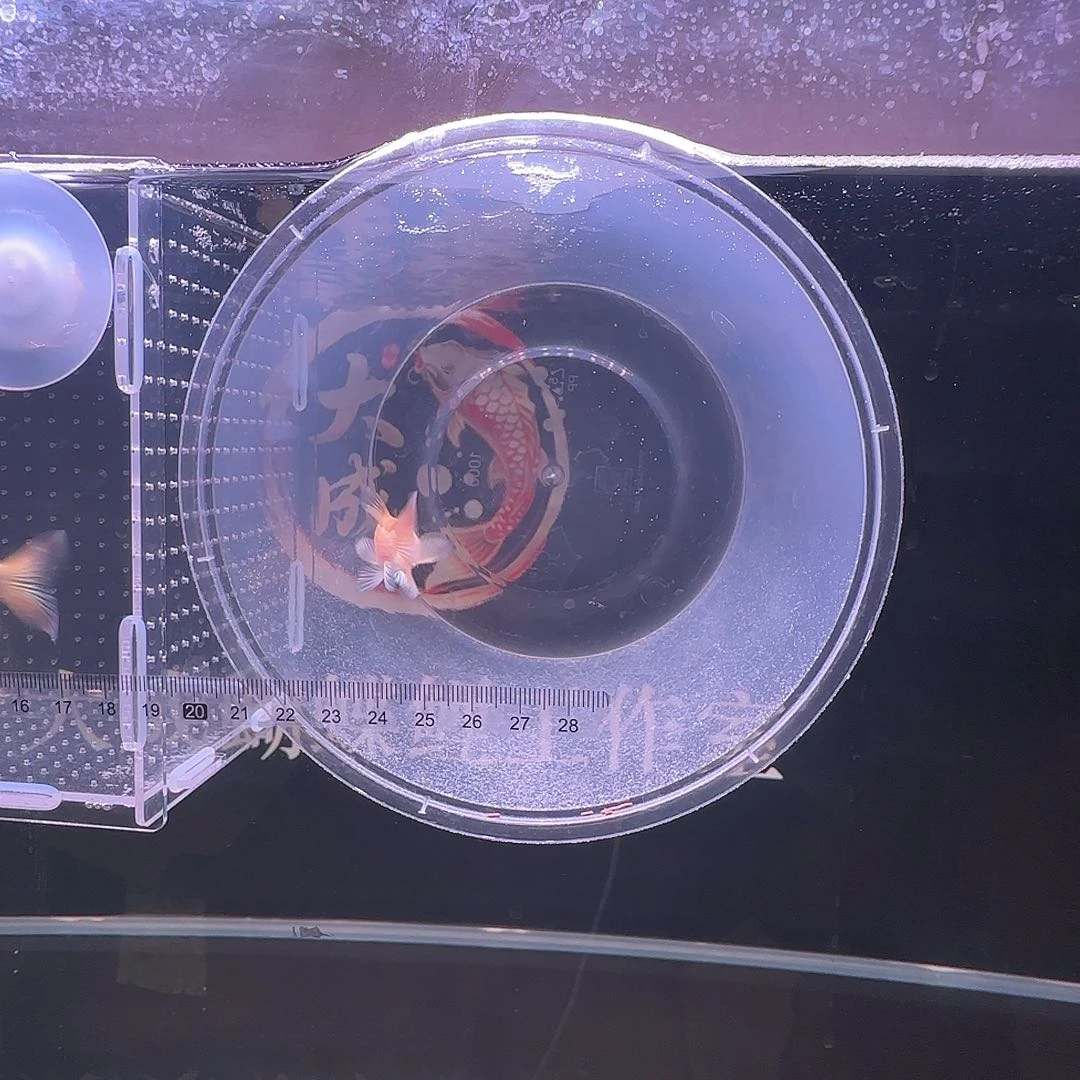 蝴蝶鲤明*直播间甄选不退不换