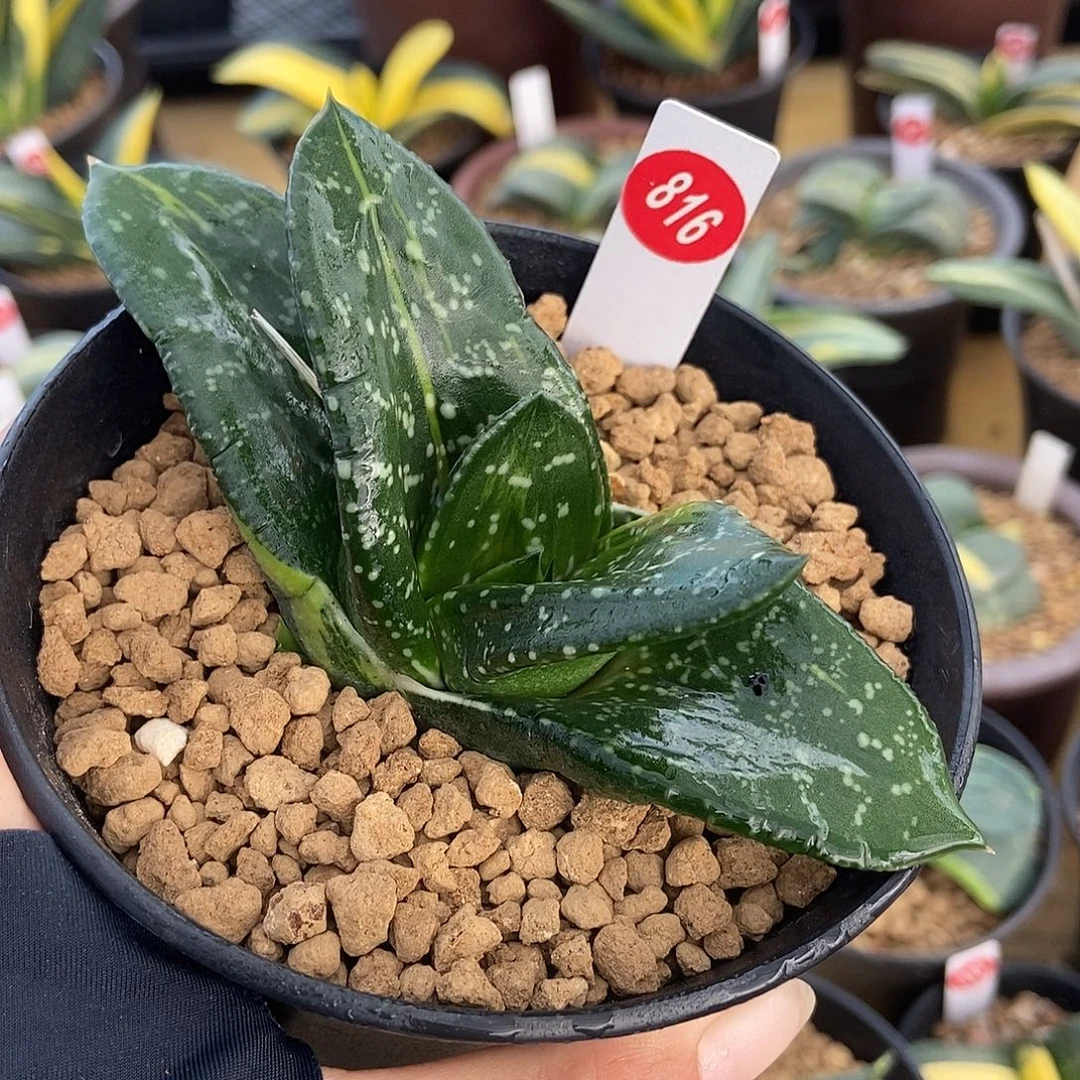 816卧牛实生转锦带盆发货