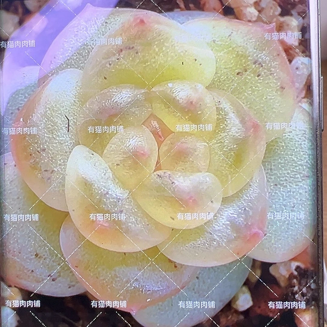 浮光状态图。独家。