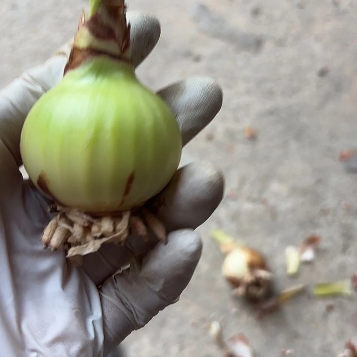 无花朵朱顶红Hl006主球4.4厘米