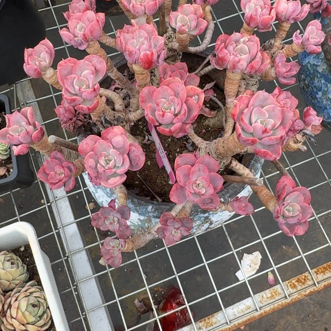 527雨滴肉肉肉肉肉肉