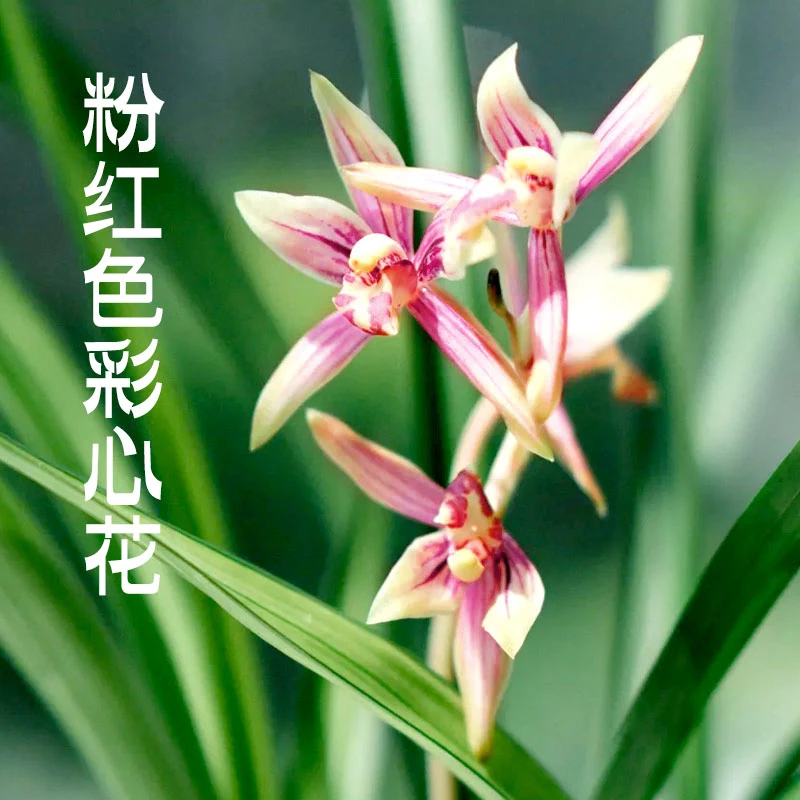 建兰铭品【绿鸟嘴】带叶艺红花浓香型四季兰新手好养阳台盆栽