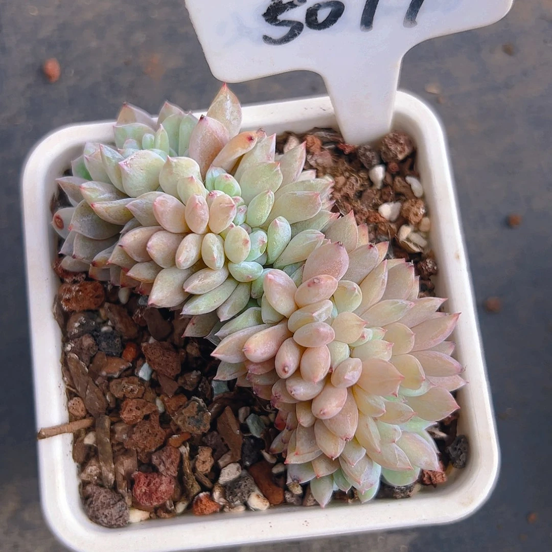 橙梦露缀5077号一物一拍