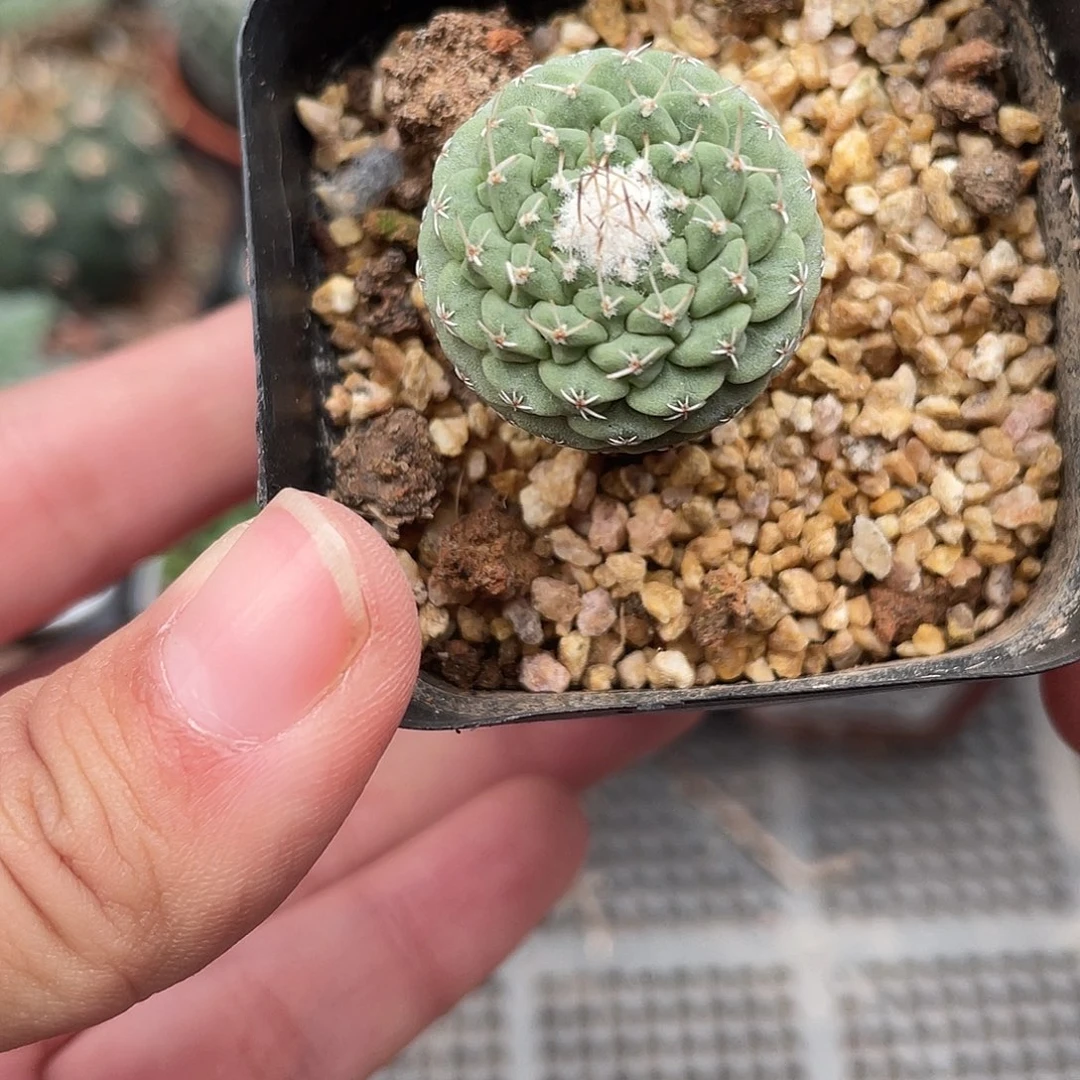 486菊水（满18元包邮）