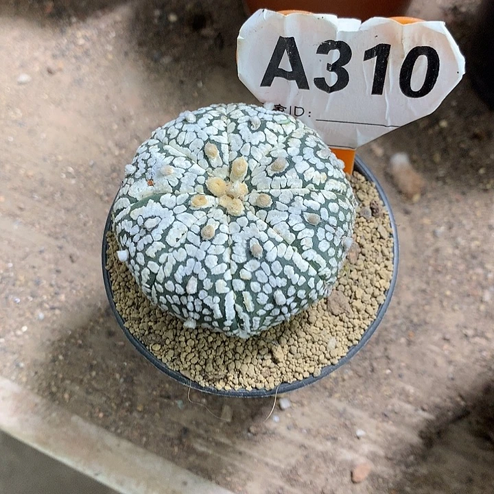 墨*喵333333333333333