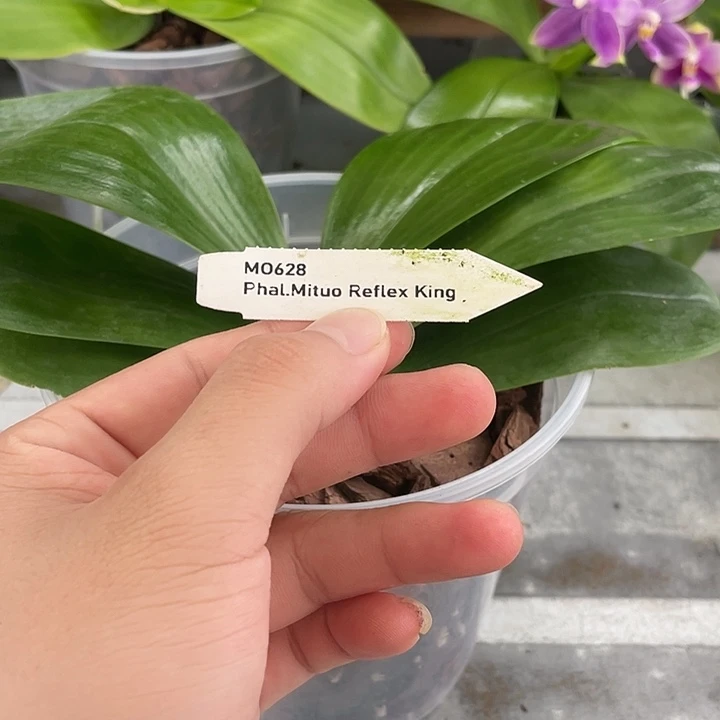 当前无花栽培后可以开花反射王．带花剑