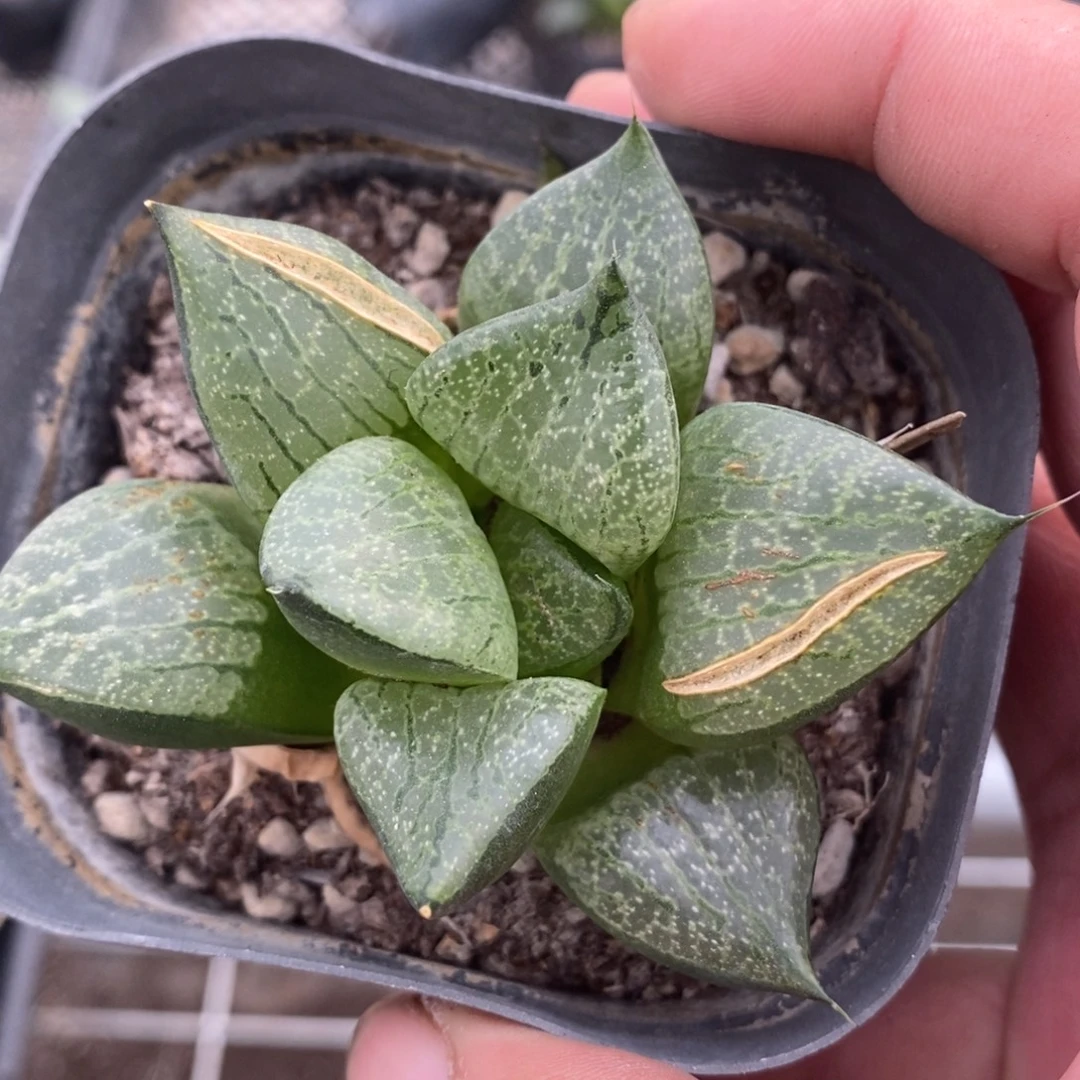 红***）2314 一颗福利。