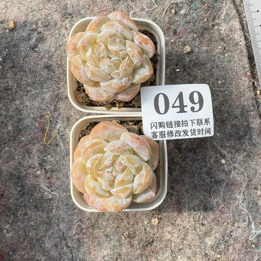 大***ˆ049寒檀香2颗4cm左右不脱土