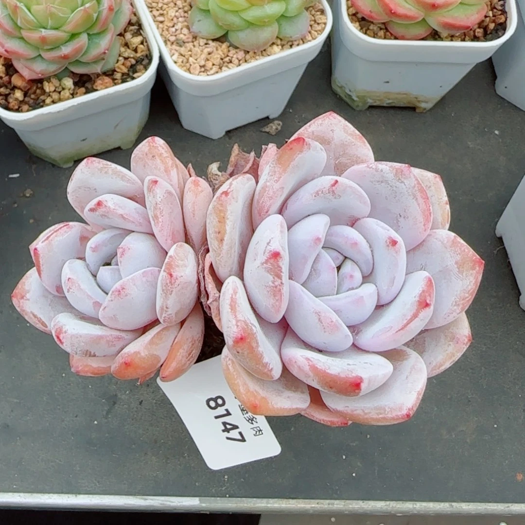 橙子和雪莲杂，8147多肉植物