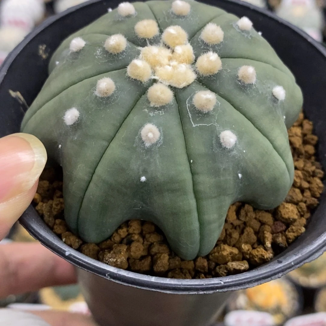 253大绒琉璃指纹海星兜