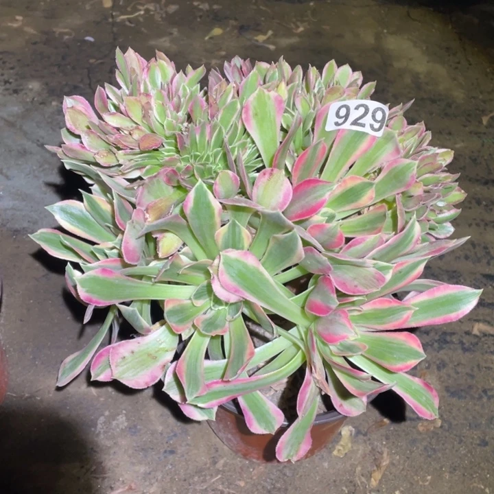 20厘米女巫拉丝缀929