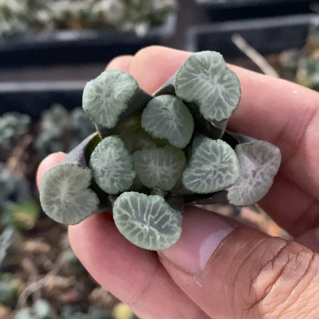 2975 一颗实生优选牛叉万象 懂的拍 超级福利