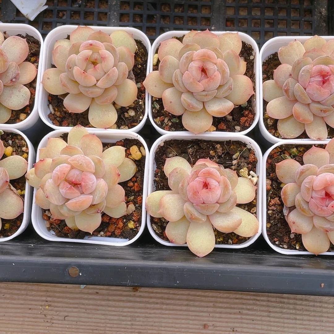 老红恋盆一个满25包邮