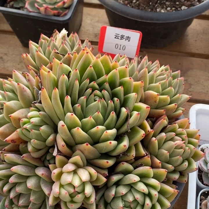 D010- 直播福利 林肯捧花