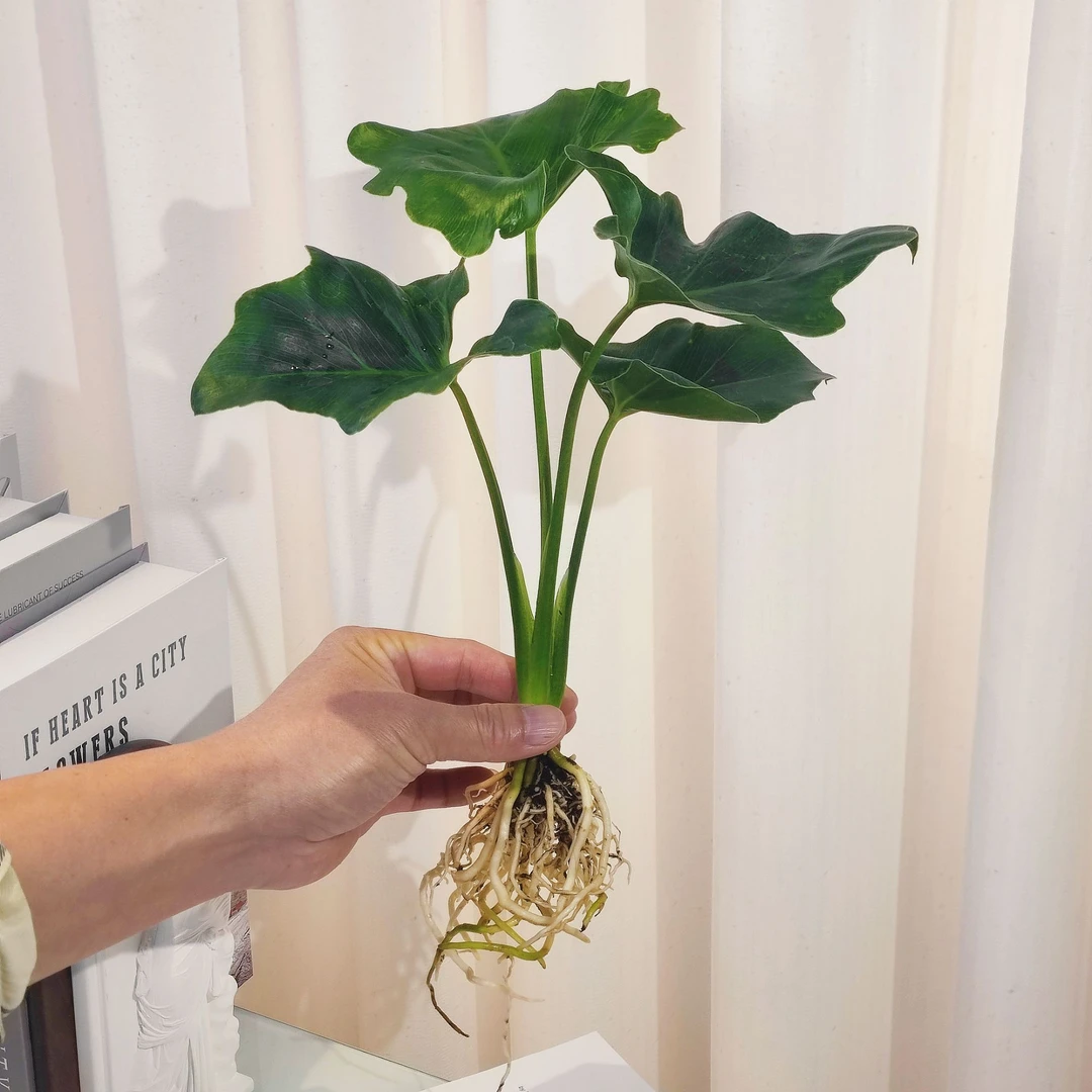 水培春羽蔓绿绒四季常绿喜阴喜水绿植盆栽