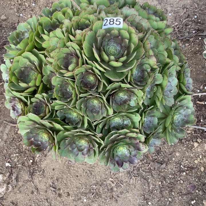 无花朵285多肉植物万圣节