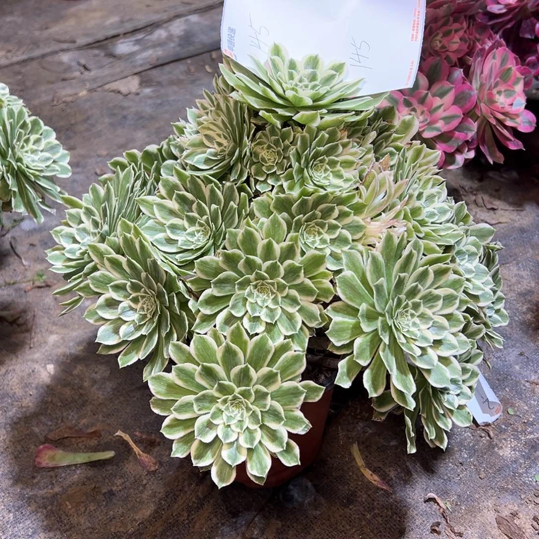 空*145多肉00000000000000