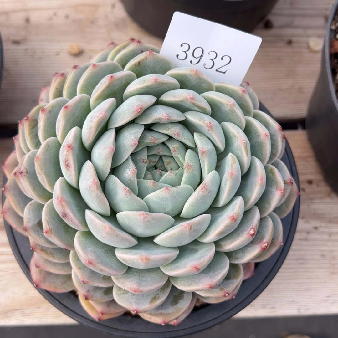 刚****坑3932多肉多多多多多多