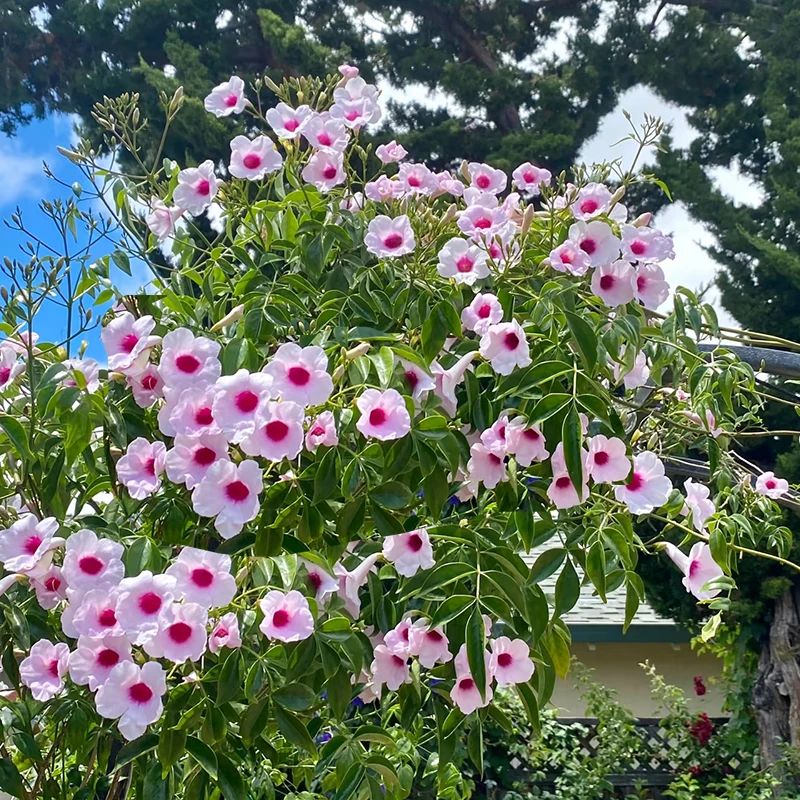 花叶凌霄花老桩盆栽(花期长 高颜值 耐晒 耐冻 )庭院阳台好养植物