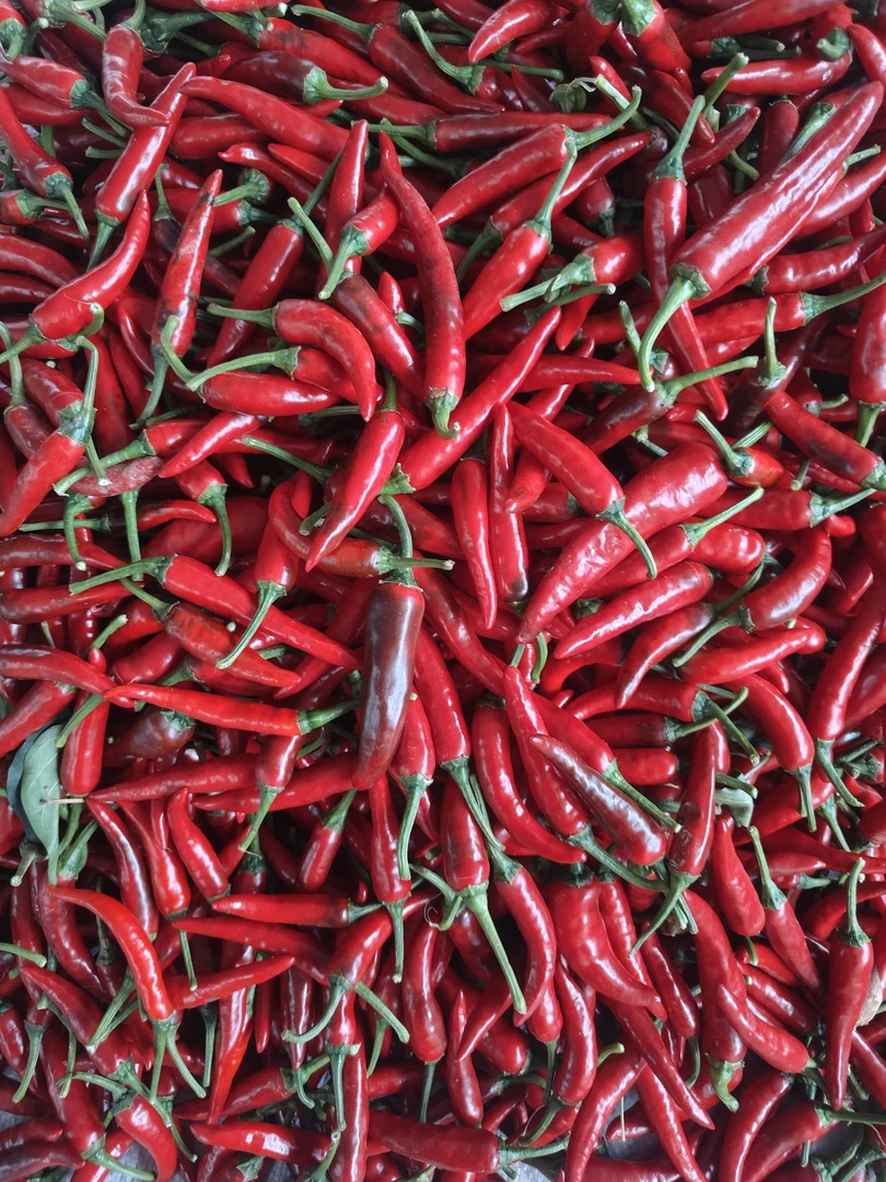 重庆梁平现摘新鲜小米辣朝天椒蔬菜剁椒调味料泡坛子