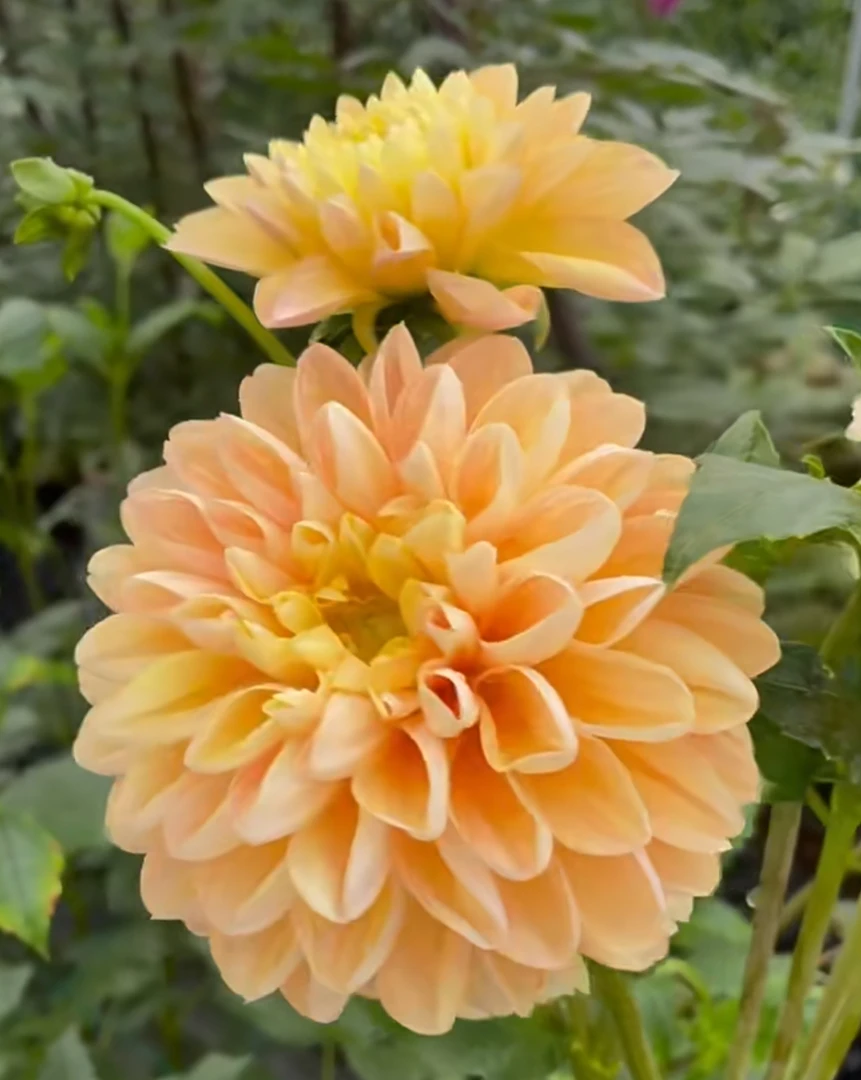 【蜂蜜露种球】稀有品种  云南种植基地直发