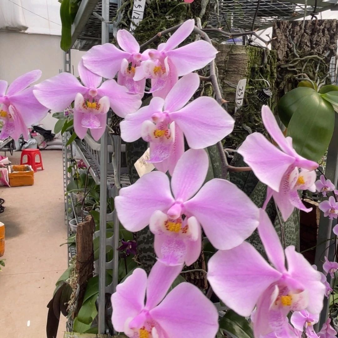 完全开放郑TKB-2209