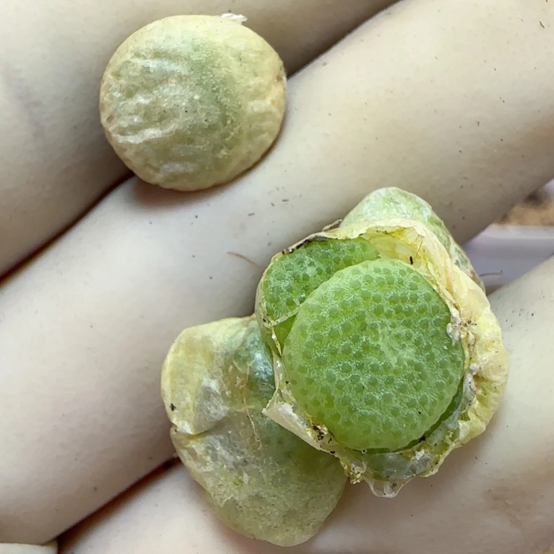 732园艺大青团福利