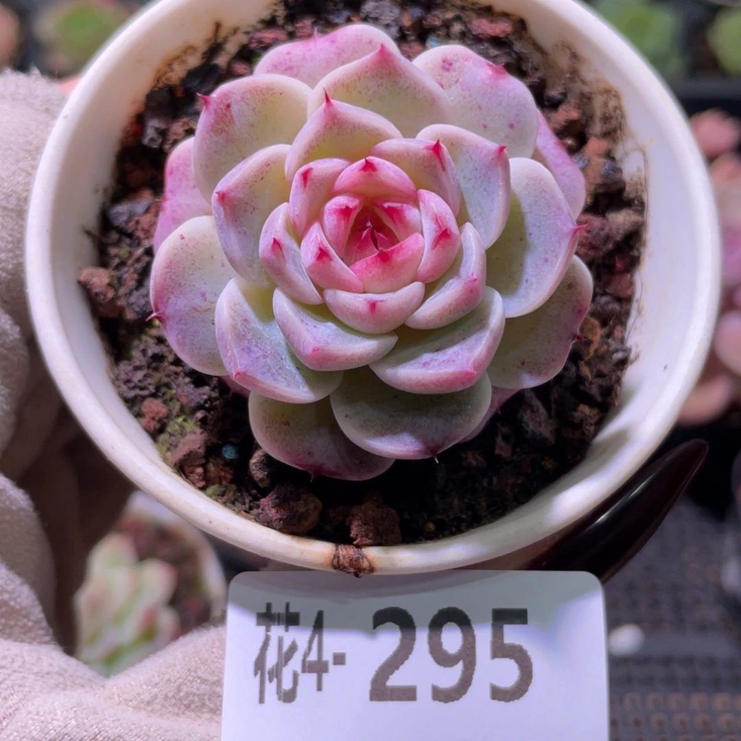 花利美 4-295天鹅绒