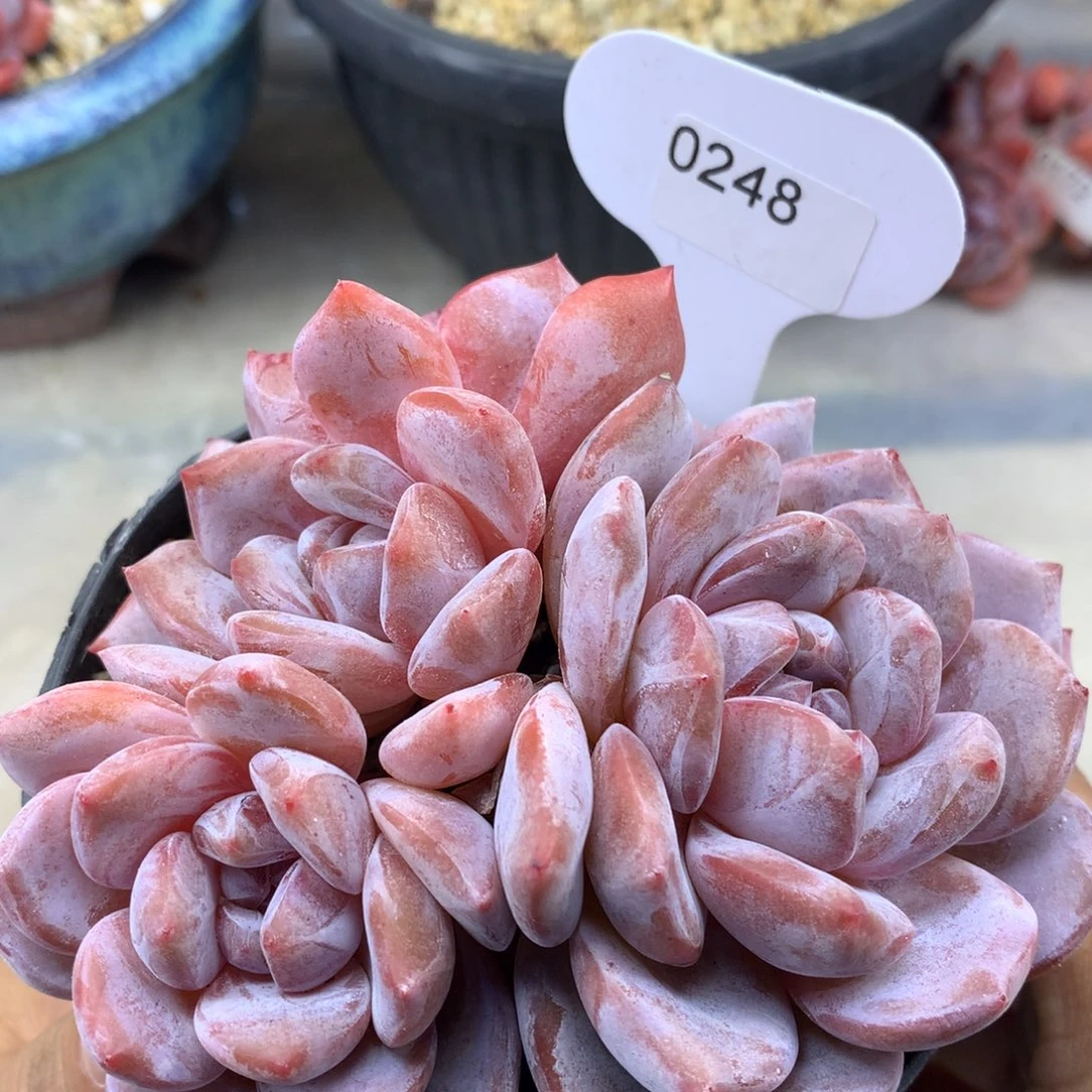 粉底紫心248/11cm4头