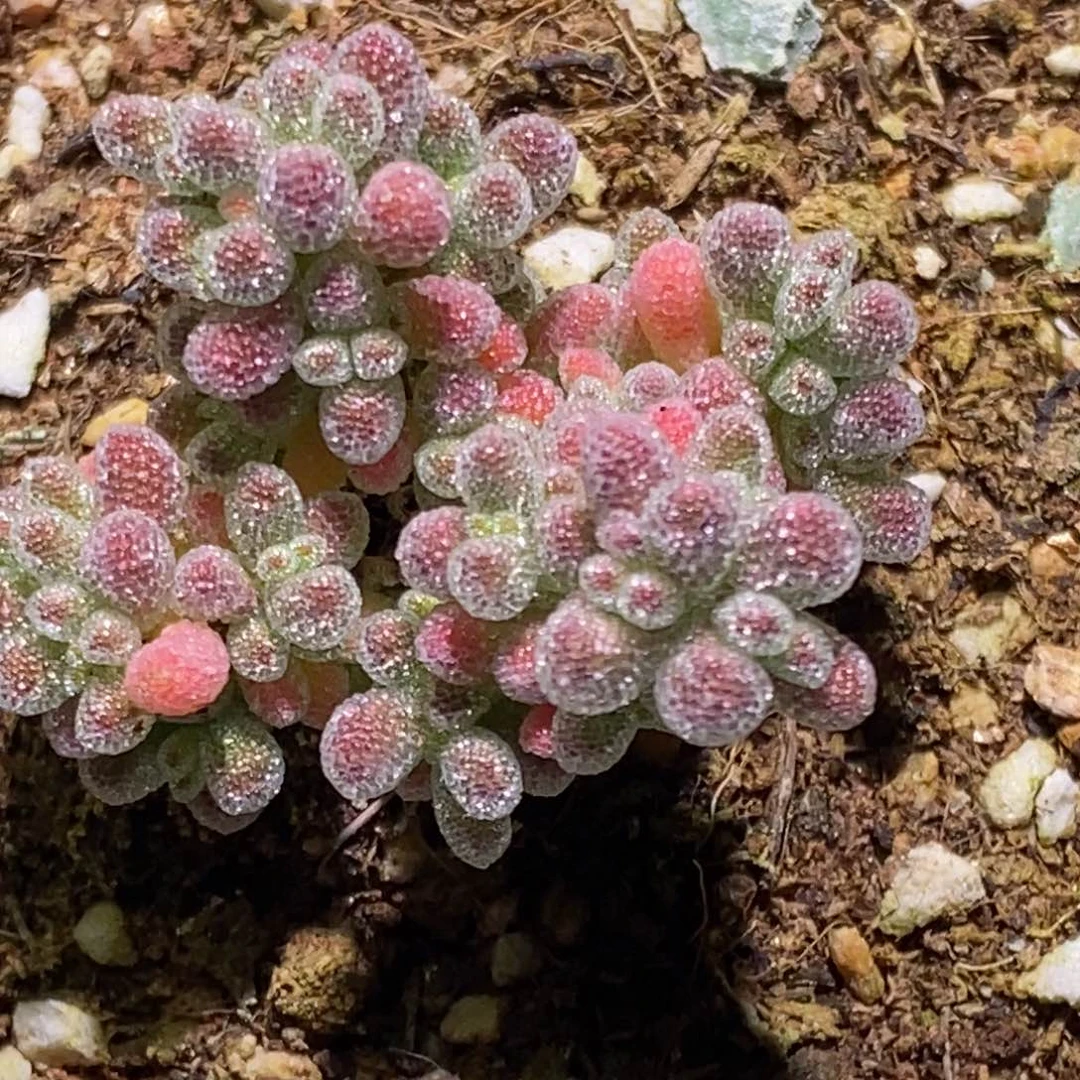 ?**来冰晶枝干番杏554