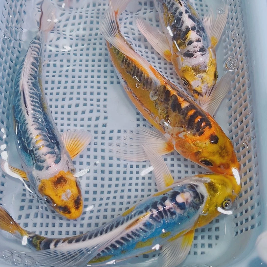 锦鲤锦鲤鱼观赏鱼133