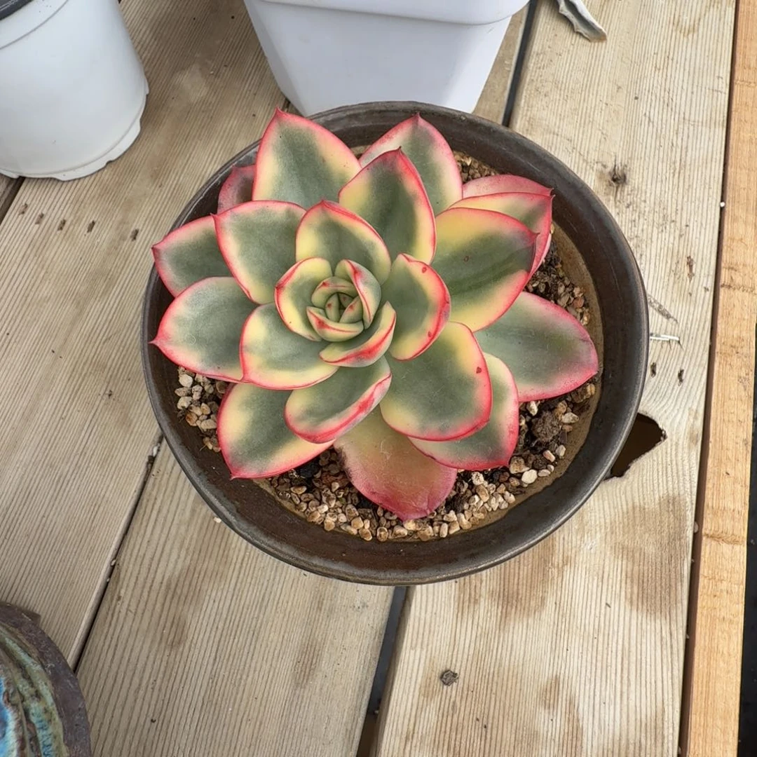 我***。鎏金头盖 安吉园艺锦锦