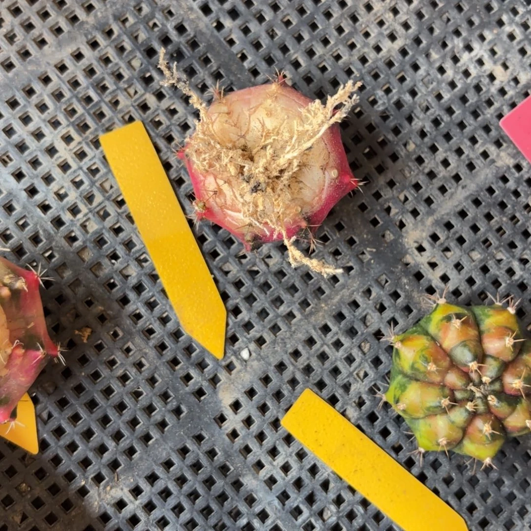 ～***～178-1213泰国发货多肉