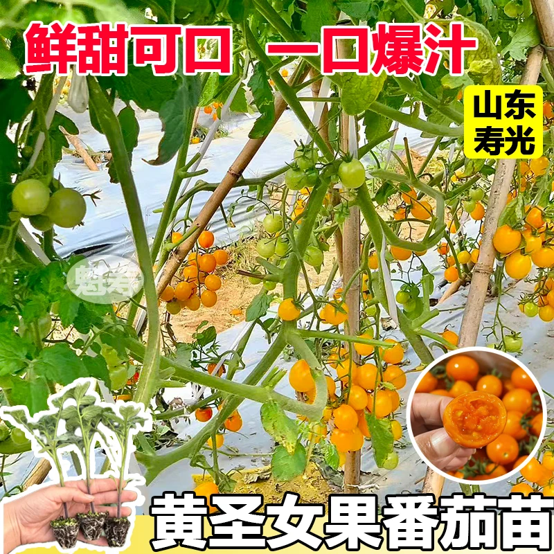 黄色圣女果千禧小番茄种子种籽孑苗秧圣女果四季蔬菜果苗秧苗