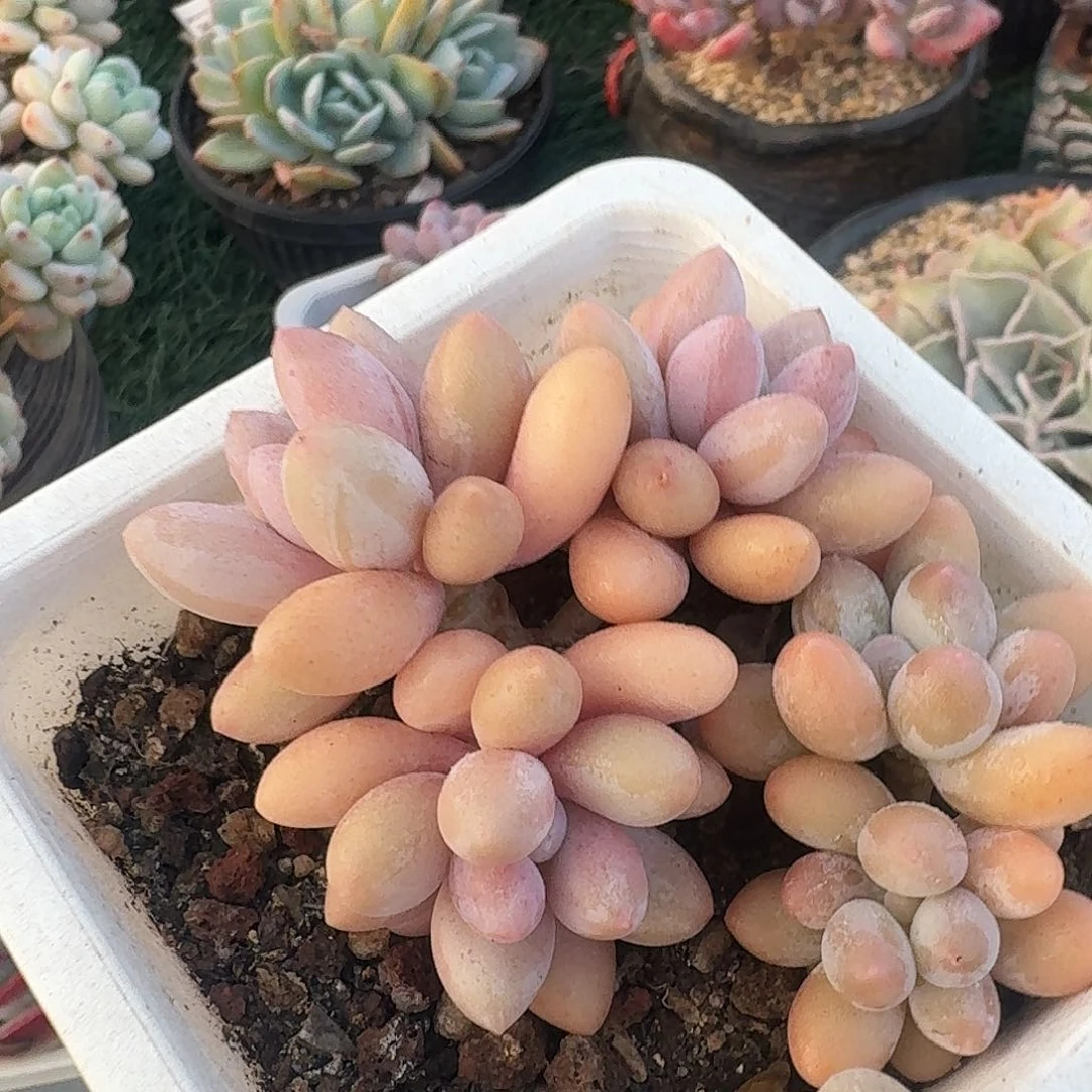 1366一物一拍（满28包邮）