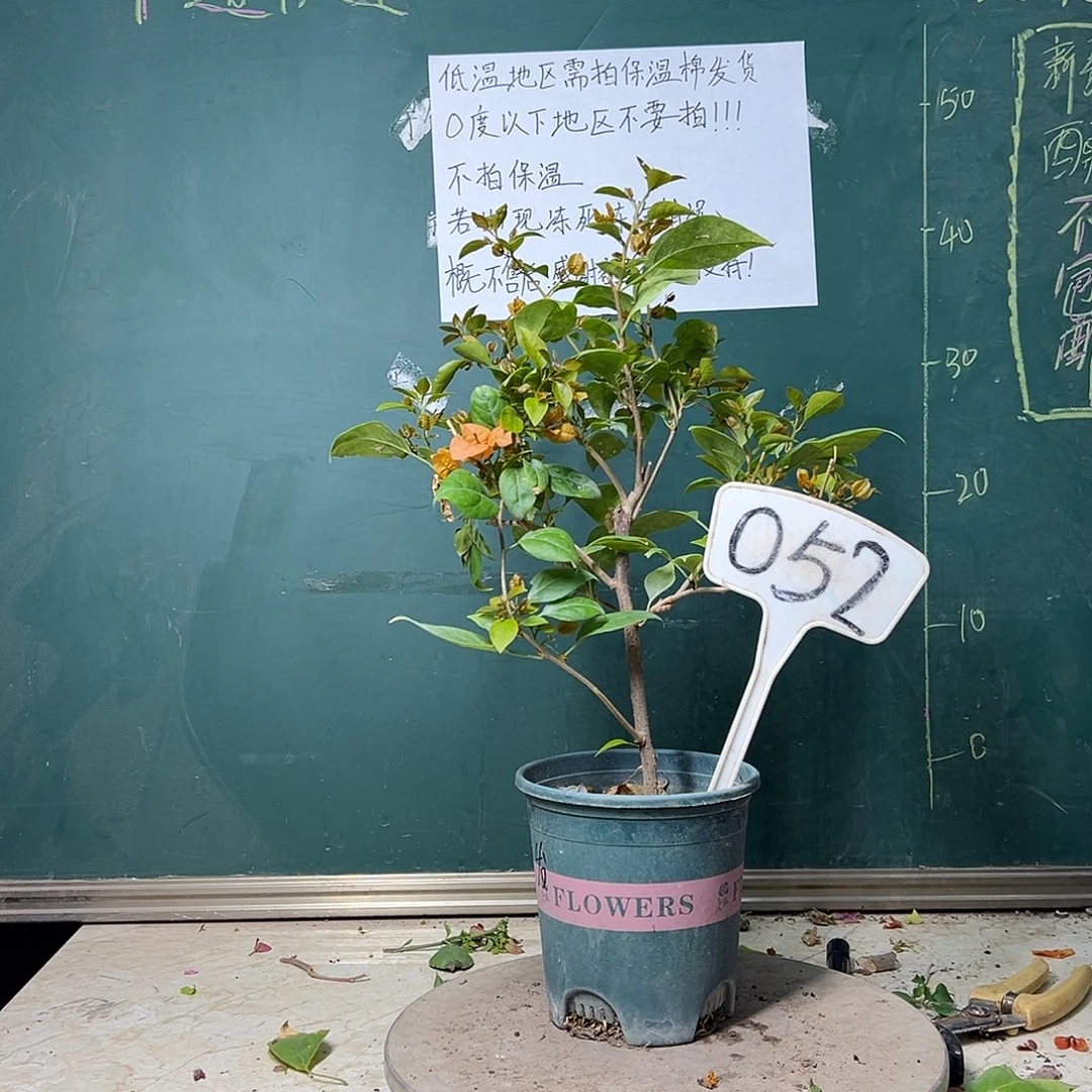 完全开放金发女郎052