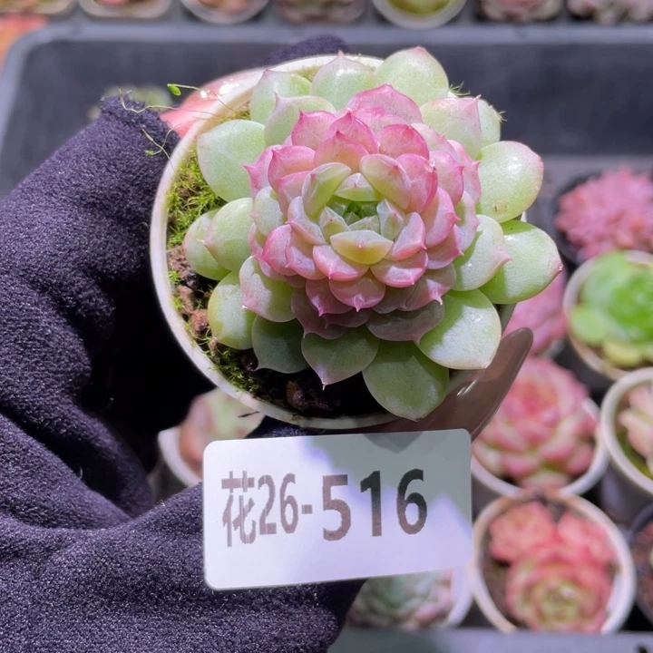 花利美26-516新品