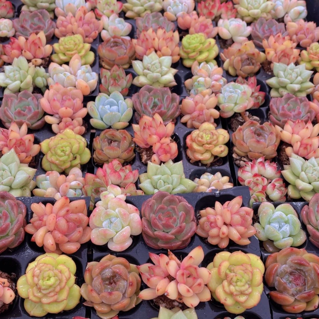 量拍63号 七彩小可爱组合9个