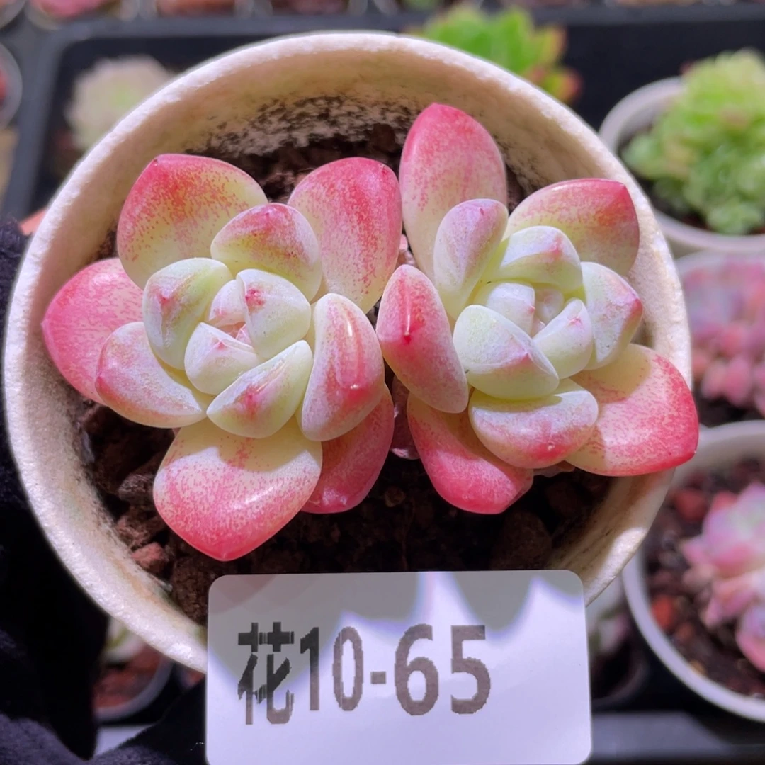 花利美10-65冰玉双头