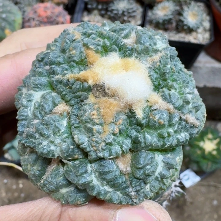 福利苗接龟甲2014