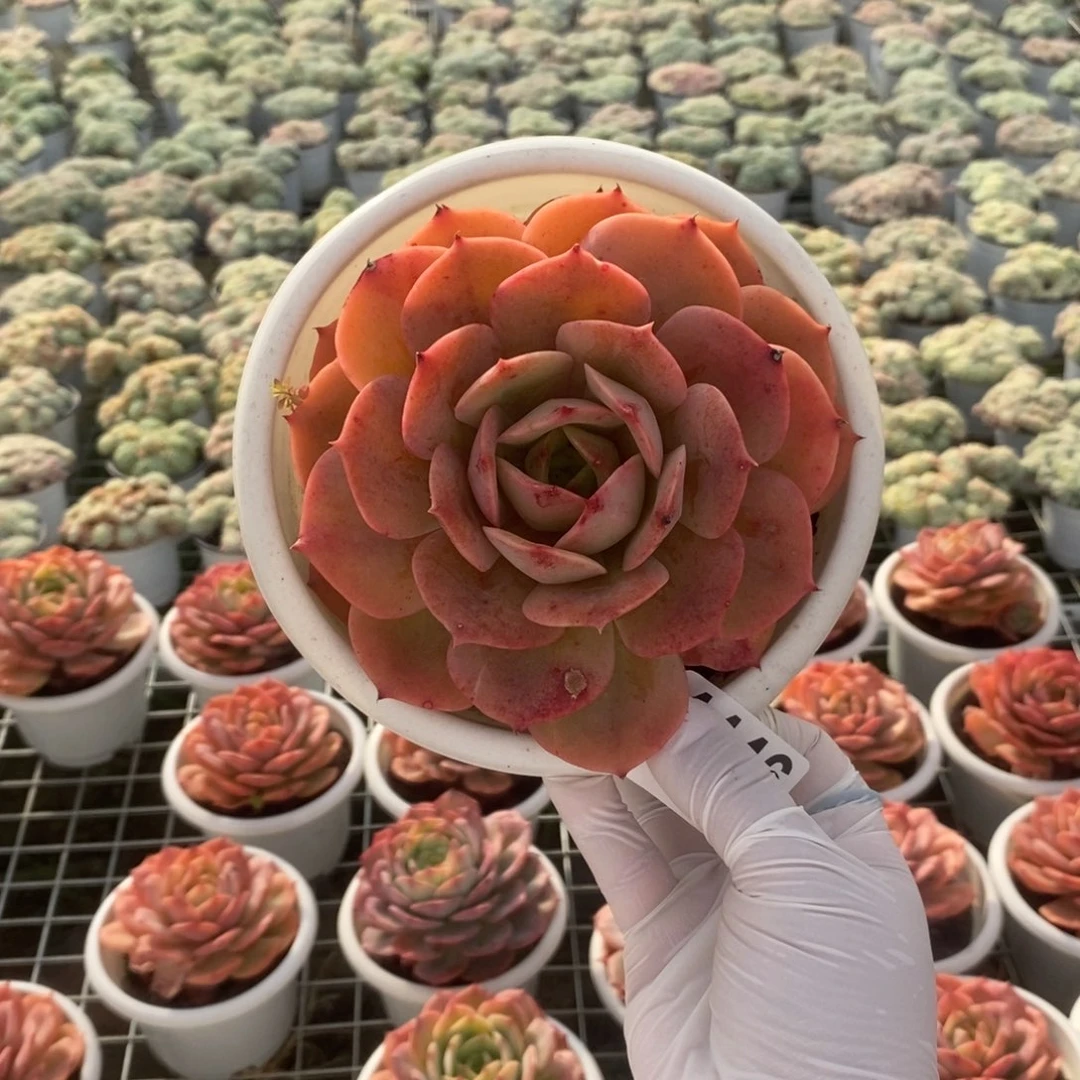 4446白雪公主一物一拍