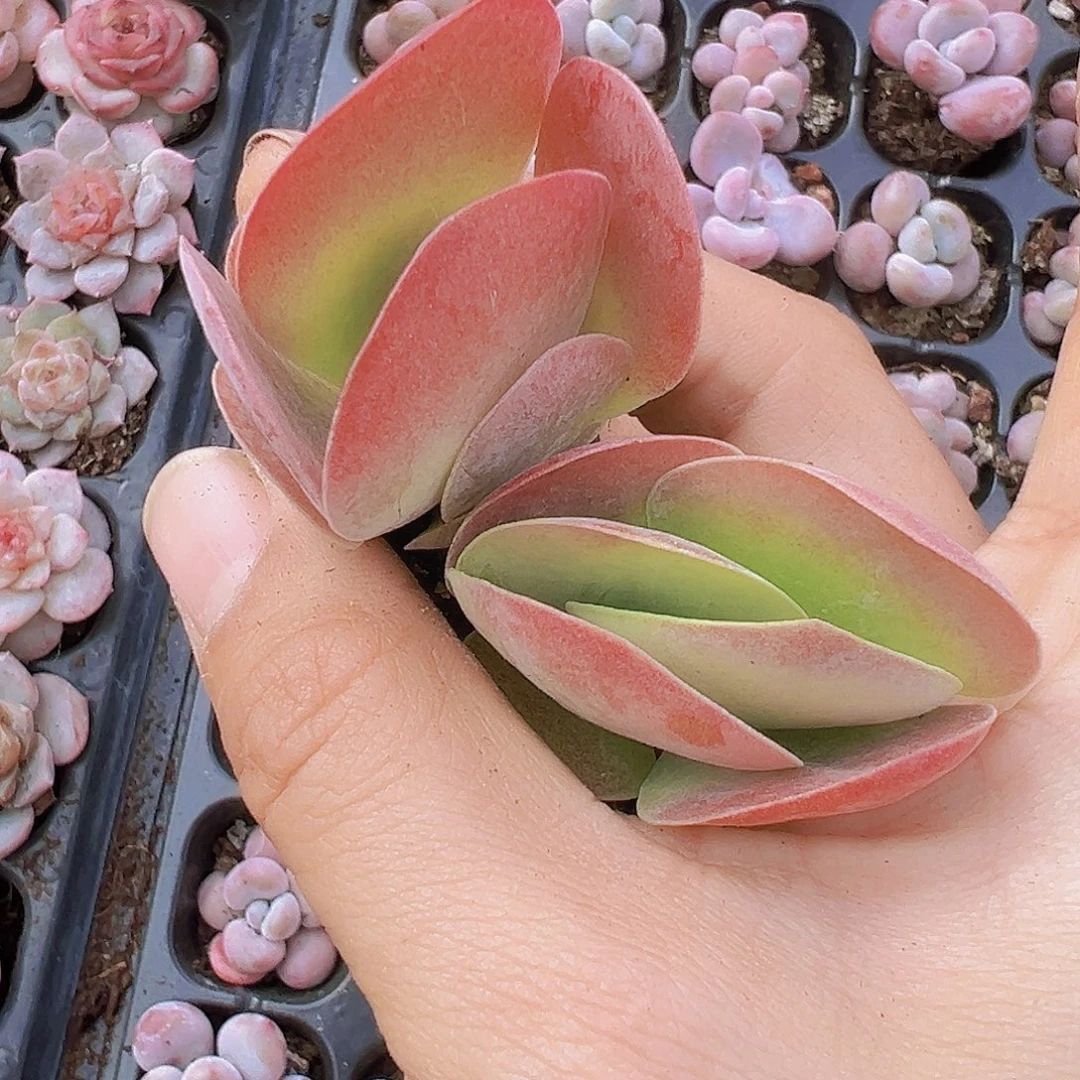 唐寅苗5颗多肉植物