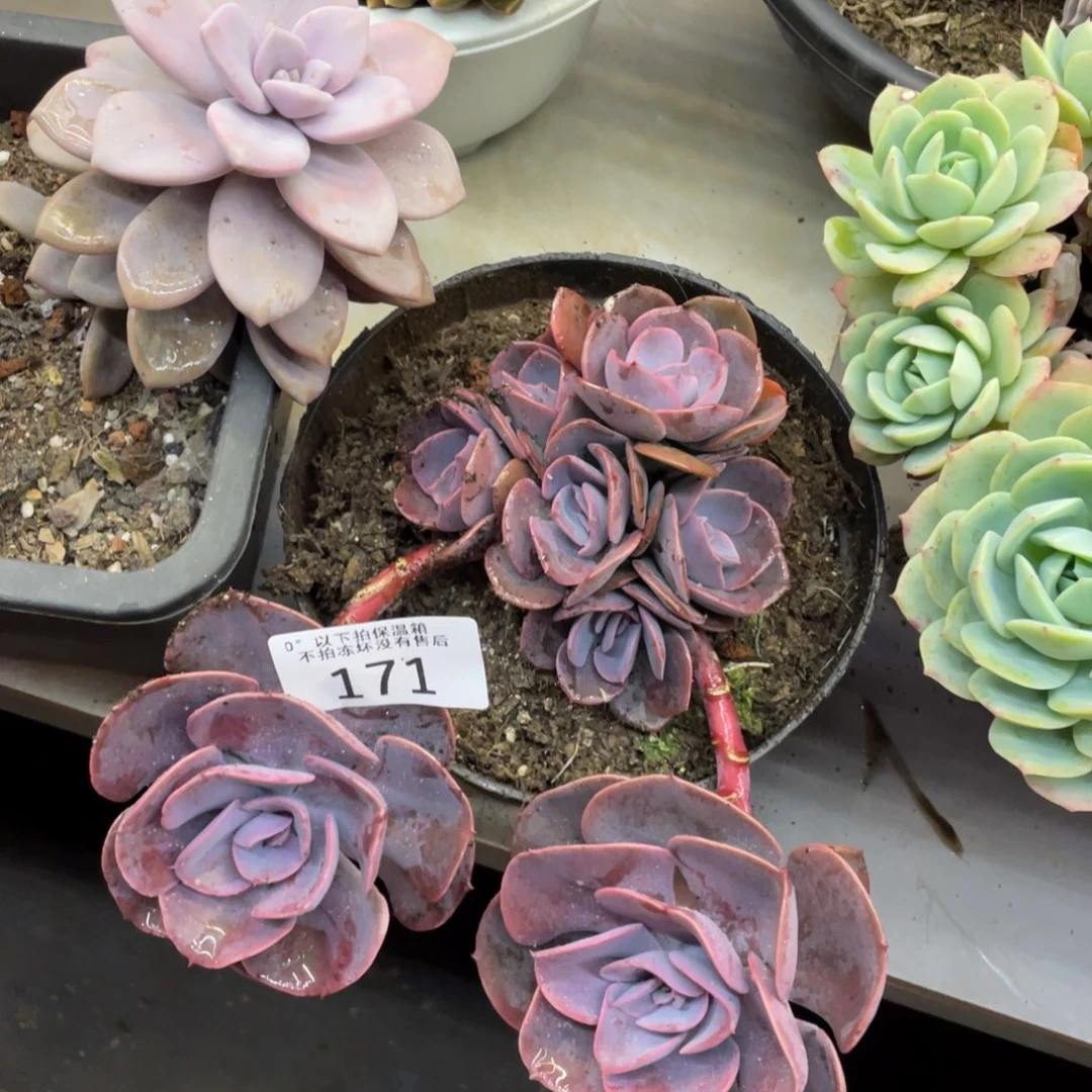 黑大帅多肉171尘埃