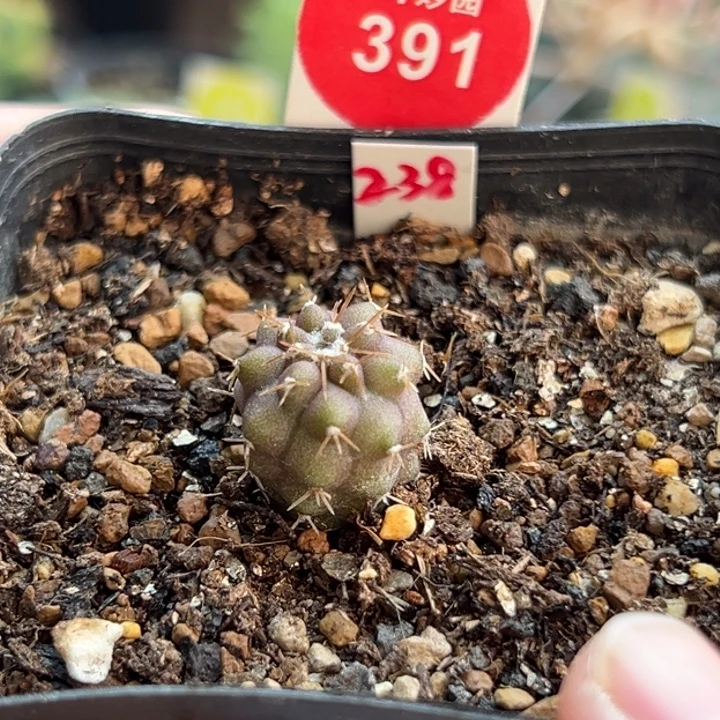 实生龙爪球孤龙丸1.6cm