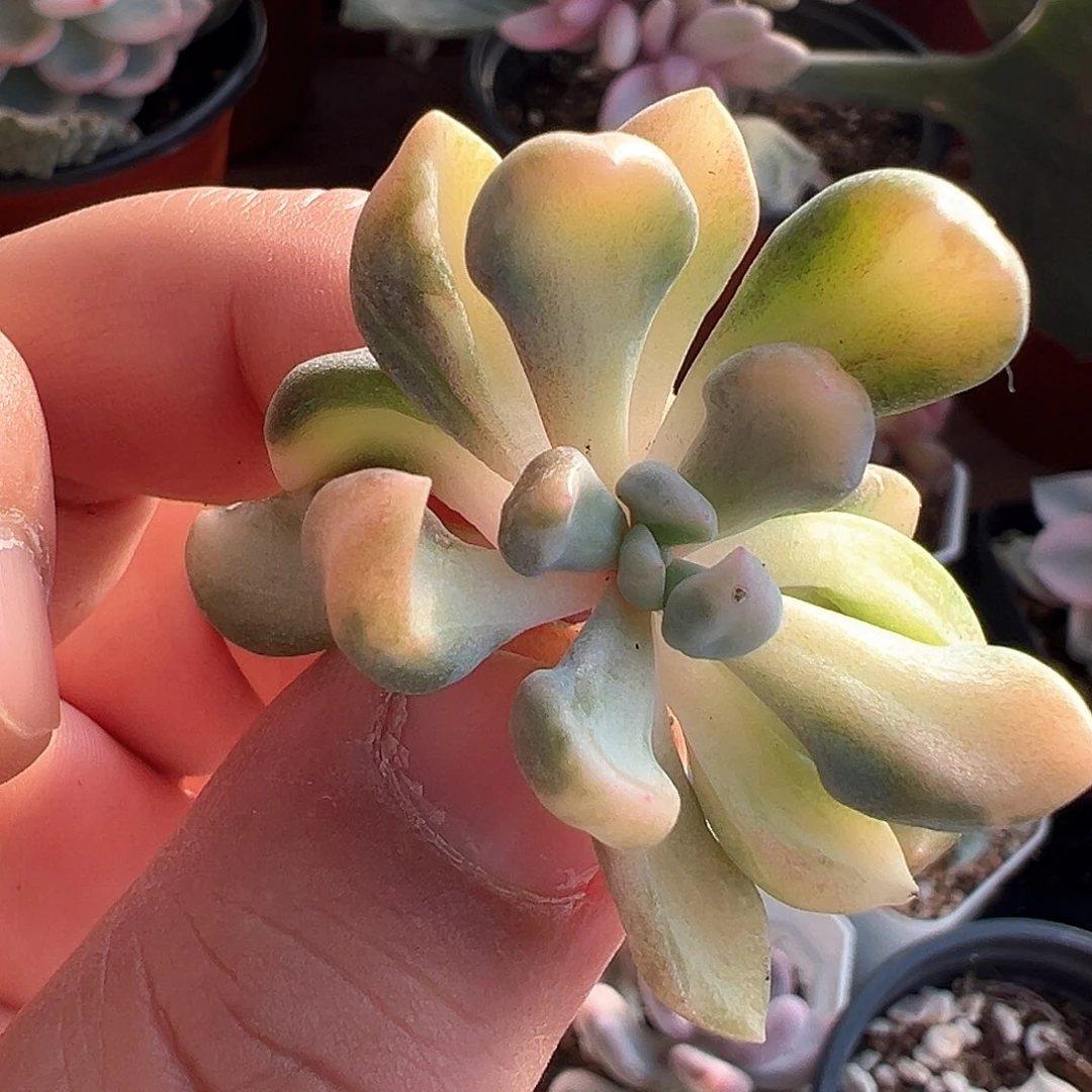 丘比特锦小方花圃一物一拍