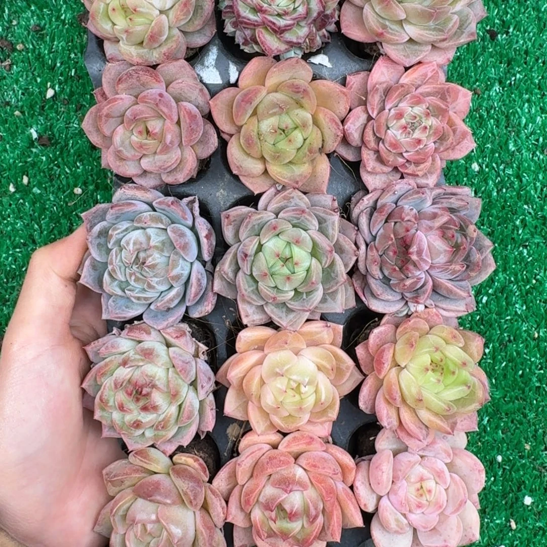 多肉一物一拍12-177